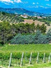 Vineyards in Abruzzo