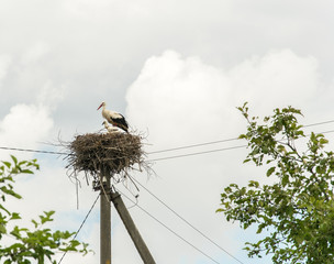 Fototapeta premium Adult stork and little stork in the nest