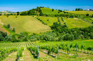 Abruzzo Vineyards