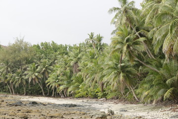 Calm Palms