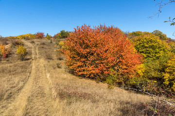 Naklejka premium Autumn view of Cherna Gora mountain, Bulgaria