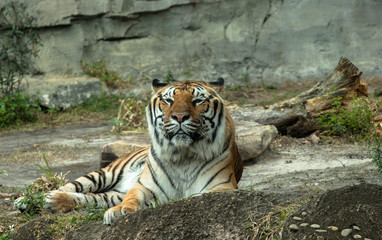 Siberian Tiger 