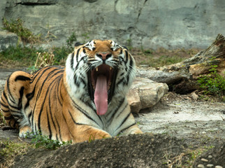 Siberian Tiger Yawning Tired