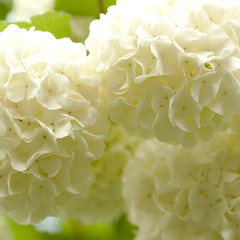 bush of viburnum with white fluffy flowers