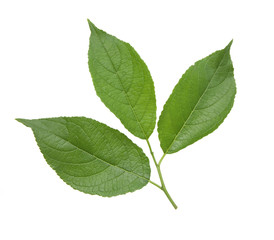 杜仲茶の葉　新芽　