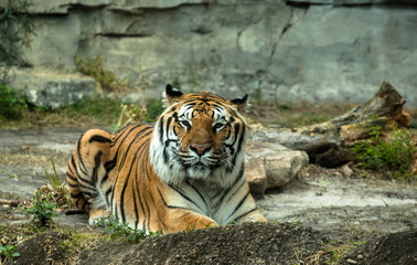 Obraz premium Siberian Tiger 