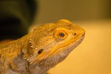 Bearded Dragon Face