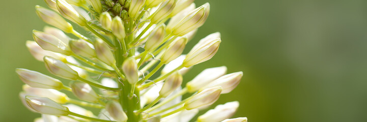delicate unusual flower adorns the summer sunny park or garden