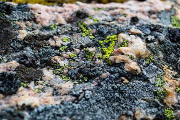 green lichen on a boulder in the tundra