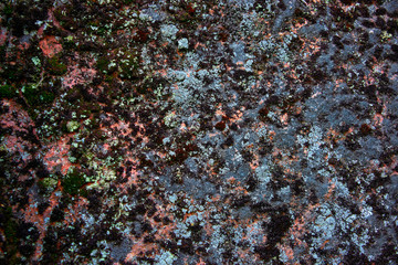 stone texture with fungus, background image