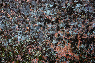 stone texture with fungus, background image