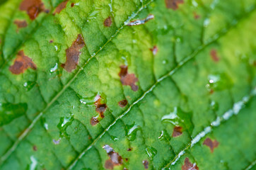 texture of a green wet leaf, macro, background image