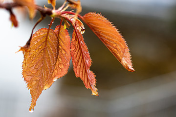 Macro of Gorgeous Orange Leaves