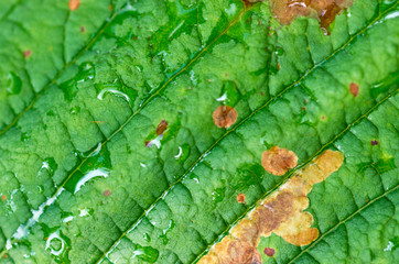 texture of a green wet leaf, macro, background image