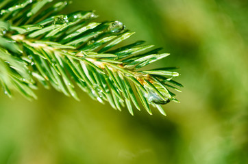 wet tree branch, macro, background image