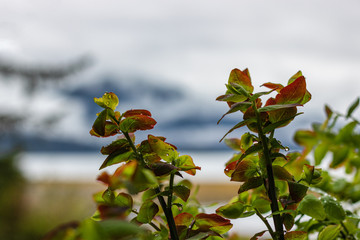 Closeup of Green and Red Leaves