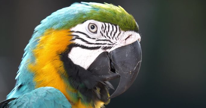 Close up of colourful scarlet macaw parrot.