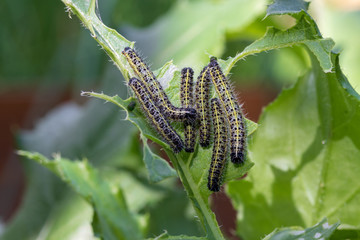 Agricultural insects pests on radish leaves. Many caterpillars close-up. It is necessary to make treatment with insecticides to save the crop from the caterpillars.