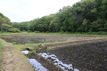 Fototapete bei efototapeten.de bestellen   