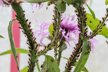 A lot of aphids on flowers. A colony of pests to be destroyed by insecticides. Aphid colony harms flowers, vegetables and fruits