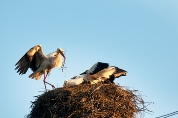 Stork birds on the nest on a beautiful day on the blue sky background