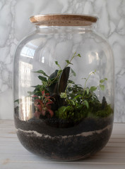 Small decoration plants in a glass bottle/garden terrarium bottle/ forest in a jar. Terrarium jar with piece of forest with self ecosystem. Save the earth concept 