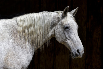 Side view of a white horse.