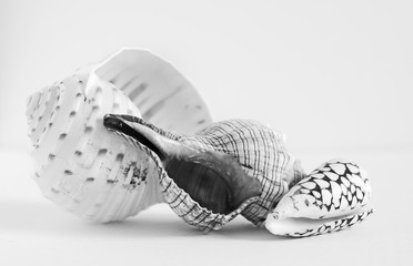 Pair of seashells
