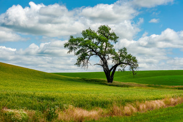 Fototapeta na wymiar Lonely Tree in the Palouse Landscape of Eastern Washington. Mature trees are a rarity in the palouse where agriculture and plowed fields dominate the landscape.
