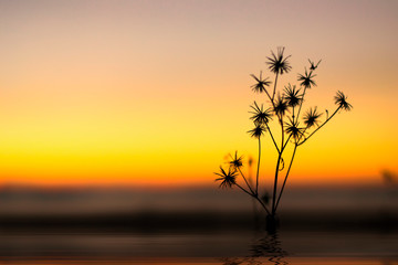 Obraz premium Wild Plant Silhouette Sunset