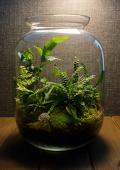Small decoration plants in a glass bottle/garden terrarium bottle/ forest in a jar. Jar with piece of forest with self ecosystem. Save the earth concept. Bonsai