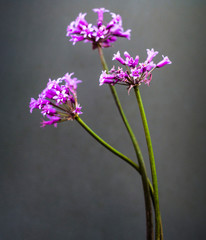 Obraz premium purple flowers on grey background