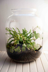 Small decoration plants in a glass bottle/garden terrarium bottle/ forest in a jar. Jar with piece of forest with self ecosystem. Save the earth concept. Bonsai