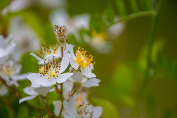 Flower macro, blurred background.