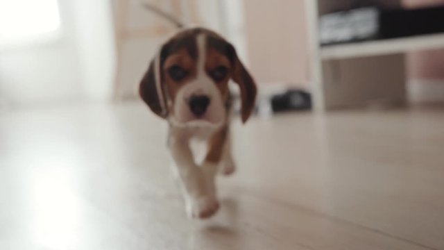 Amazing purebreed beagle dog walking on the floor at home. Close-up low angle view of a cute playful beagle puppy in the living room.
