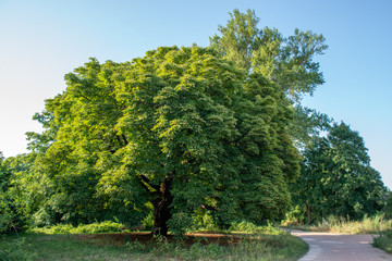 Chestnut tree in June, bright afternoon, France