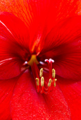  Red lily called Candelaria jardin in central america, Guatemala, ornamental flower intense color, passion red, detail of love and passion.