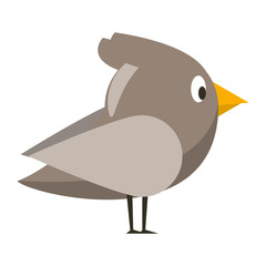 cute animal bird natural cartoon