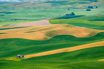 Naklejka premium Beautiful Farmland Patterns Seen From Steptoe Butte, Washington. High above the Palouse Hills on the eastern edge of Washington, Steptoe Butte offers unparalleled views of a truly unique landscape.