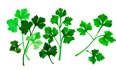 Parsley pattern.Gifts of nature.Isolated elements of  parsley  and leaves.