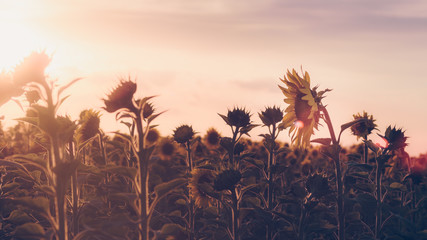 sunset over wheat field with palm trees and blue sky