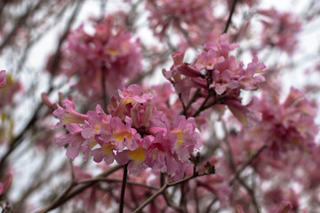 Pink Flowers from a Tree