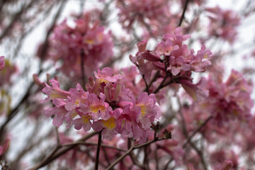 Pink Flowers from a Tree