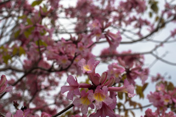 Pink Flowers from a Tree