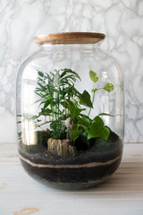 Small decoration plants in a glass bottle/garden terrarium bottle/ forest in a jar. Terrarium jar with piece of forest with self ecosystem. Save the earth concept 