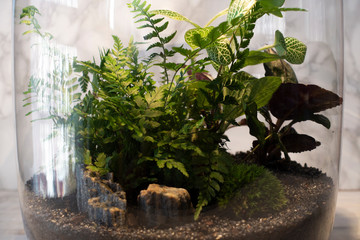 Small decoration plants in a glass bottle/garden terrarium bottle/ forest in a jar. Terrarium jar with piece of forest with self ecosystem. Save the earth concept 