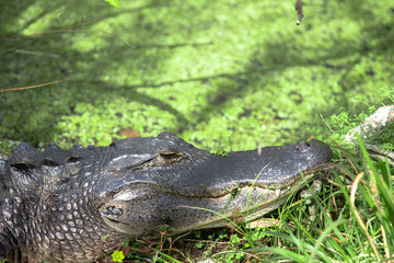 Alligator in a Swamp 