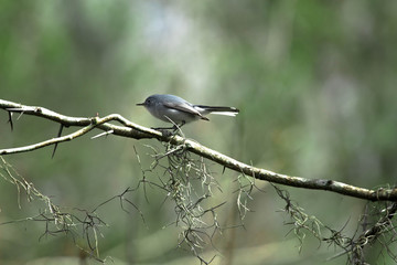 Songbird  Bird in the Woods