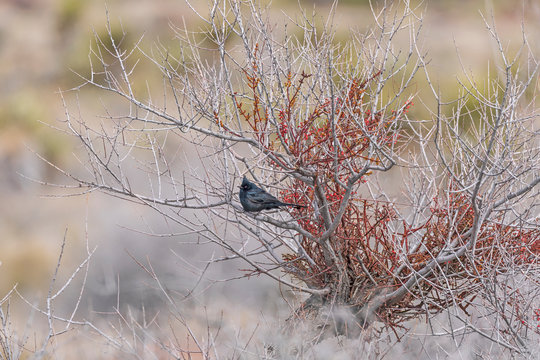 Phainopepla in a desert shrub