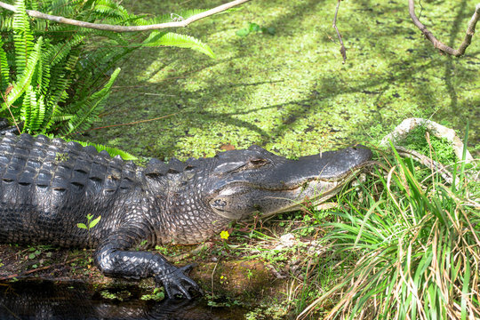 Alligator in a Swamp 